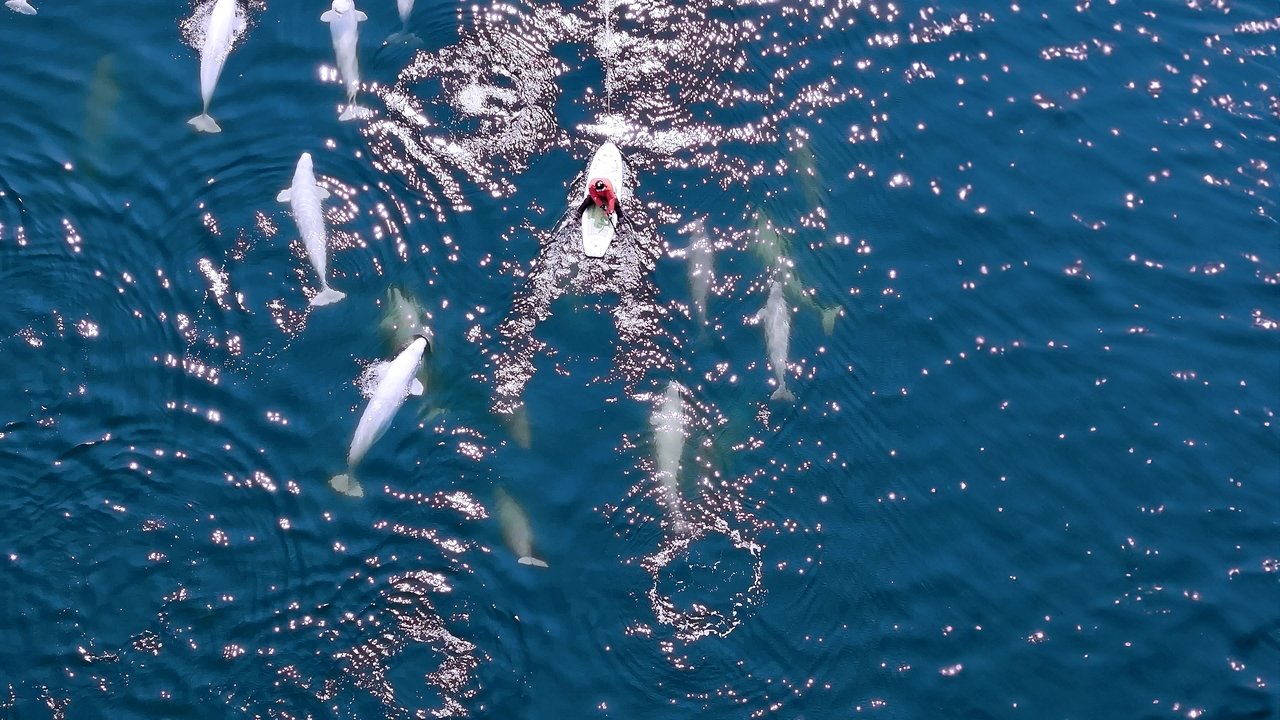 Whales and I Movie Screenshot 4